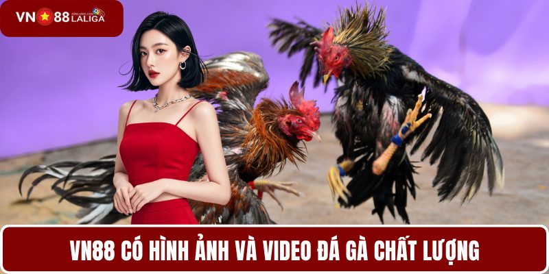 VN88 có hình ảnh và video đá gà chất lượng